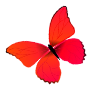 C:\Users\User\Desktop\pngtree-beautiful-red-butterfly-illustration-vector-png-image_4364932.png